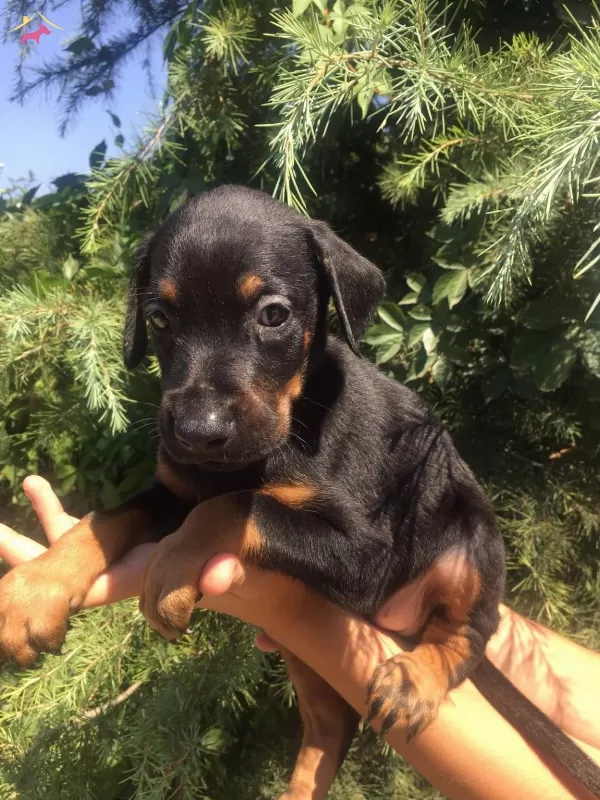 King Doberman Mukemmel Yavrularımız