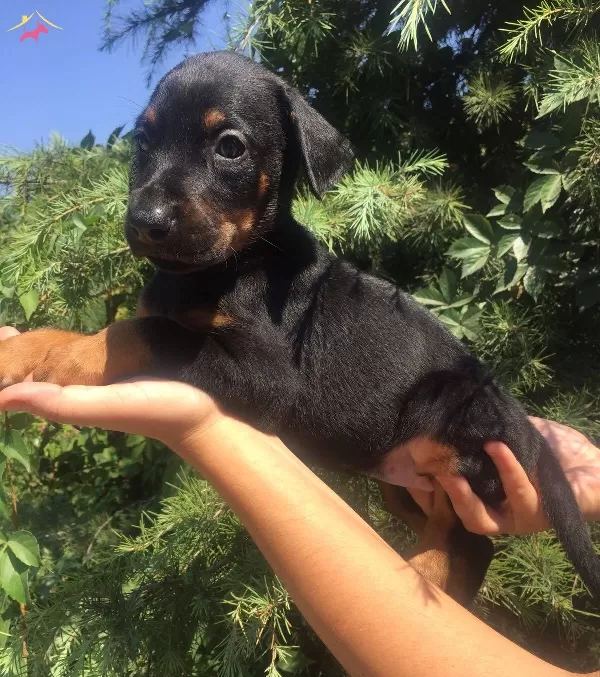 King Doberman Mukemmel Yavrularımız
