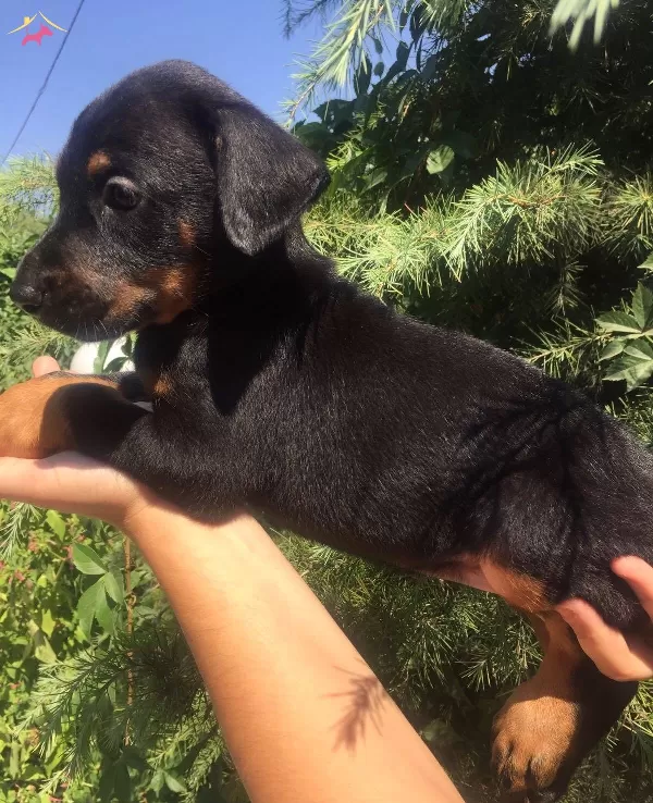 King Doberman Mukemmel Yavrularımız