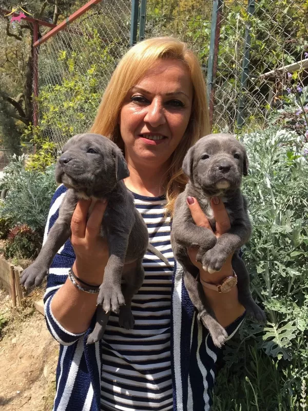 Irk Garantili Mukemmel Cane Corso Yavrularımız