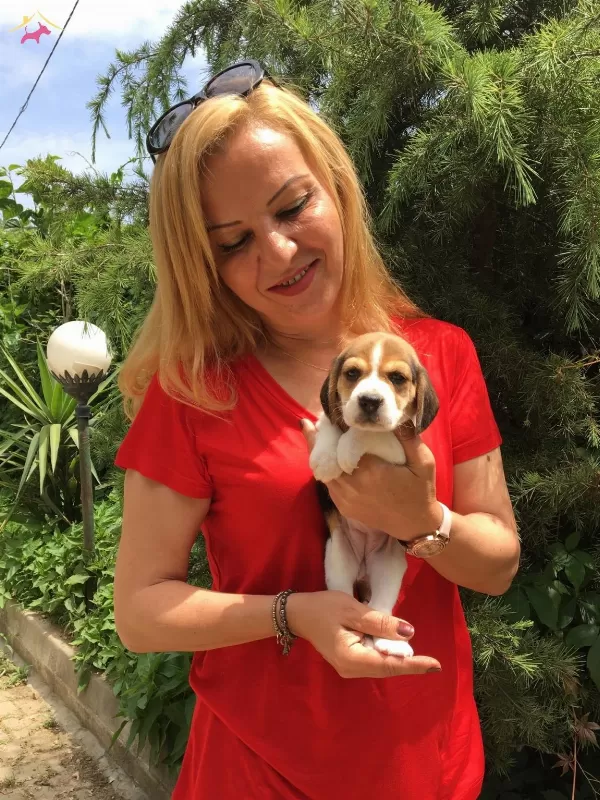Uc Renk Harika Beagle Yavrularımız