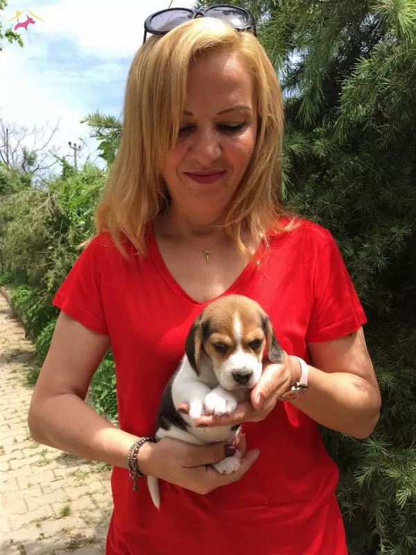 Uc Renk Harika Beagle Yavrularımız