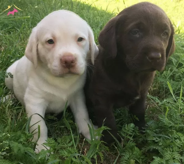 Labrador Retriever Yavrularımiz Dog Academy