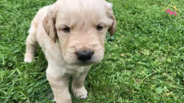 Golden Retriever Yavrularımiz Dog Academy