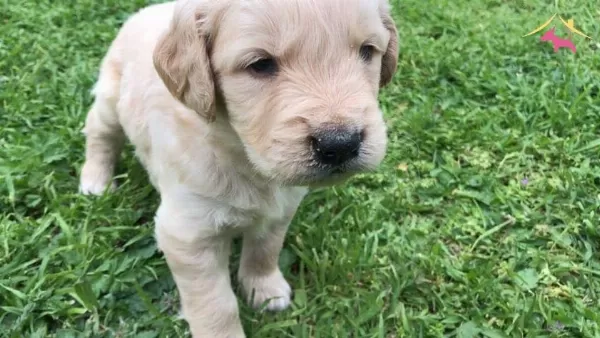 Golden Retriever Yavrularımiz Dog Academy