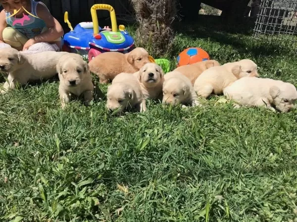 Golden Retriever Yavrularımiz Dog Academy