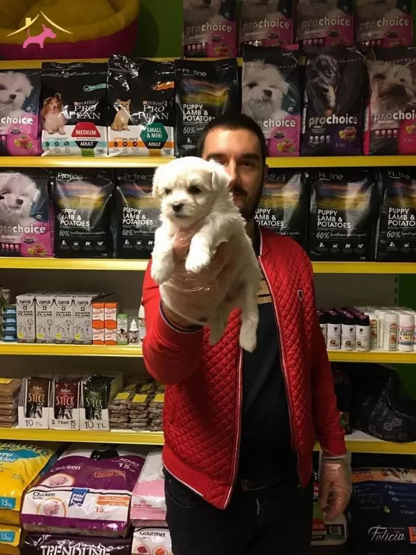 Tea Cup Kar Beyaz Maltese Terrer Yavrularımiz