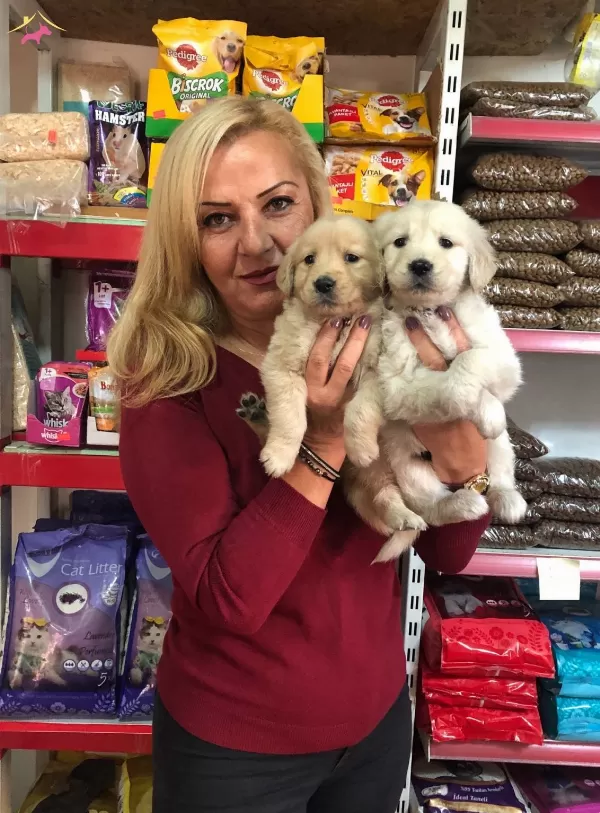 Bebek yüzlü Kut Burunlu Golden Retriever Yavrularımız