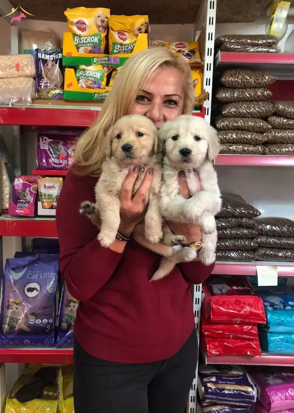 Bebek yüzlü Kut Burunlu Golden Retriever Yavrularımız