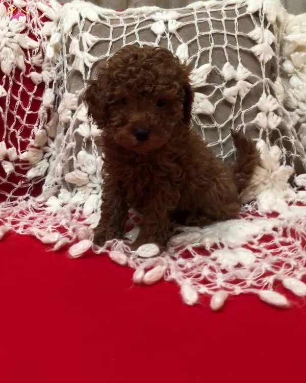 Sevimli Seker Gibi Toy Poodle Yavrularımız
