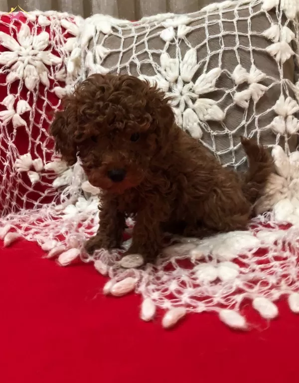 Sevimli Seker Gibi Toy Poodle Yavrularımız