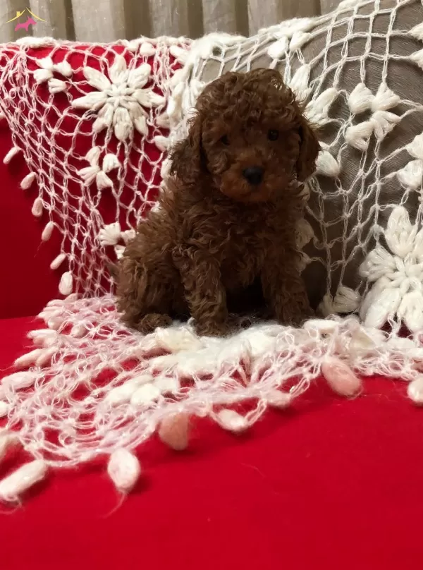 Sevimli Seker Gibi Toy Poodle Yavrularımız