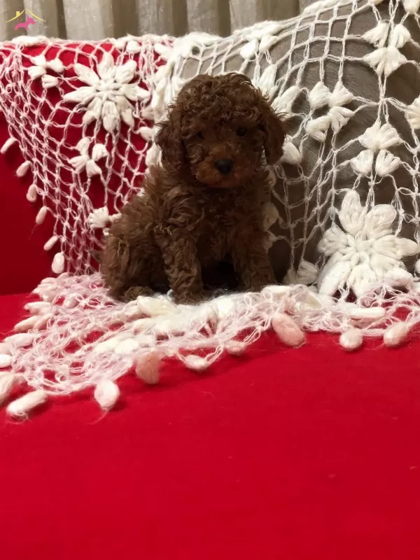 Sevimli Seker Gibi Toy Poodle Yavrularımız