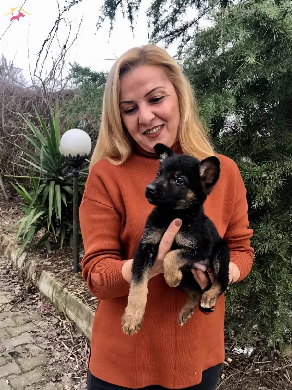 Mukemmel Irk Garantili Alman Coban Yavrularımız