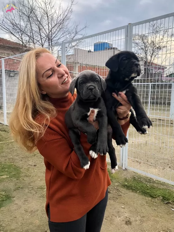 Irk Garantili Muhteşem Cane Corso Yavrularımız