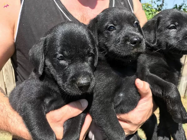 Siyah Sarı Ve Cikolata Labrador Yavrularımız
