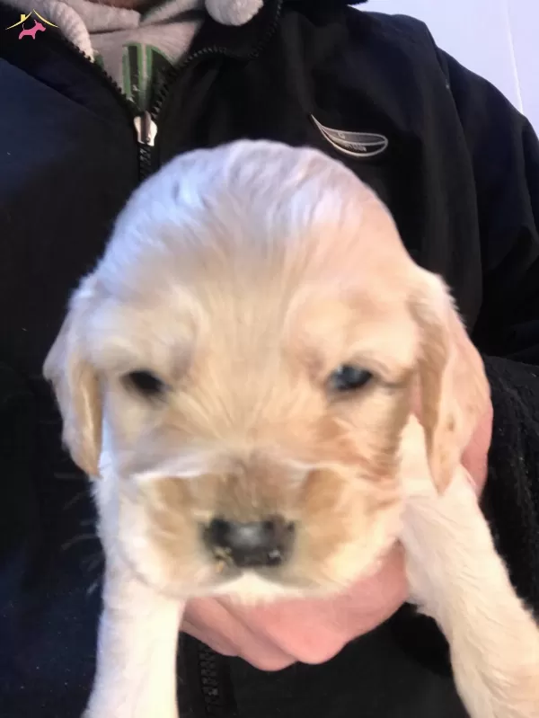 Baby Face Golden Retriever Yavrularımız