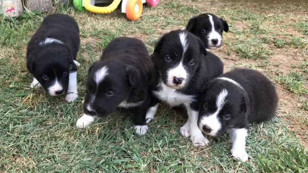 Border Coli Yavrularımız
