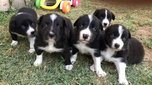 Border Coli Yavrularımız