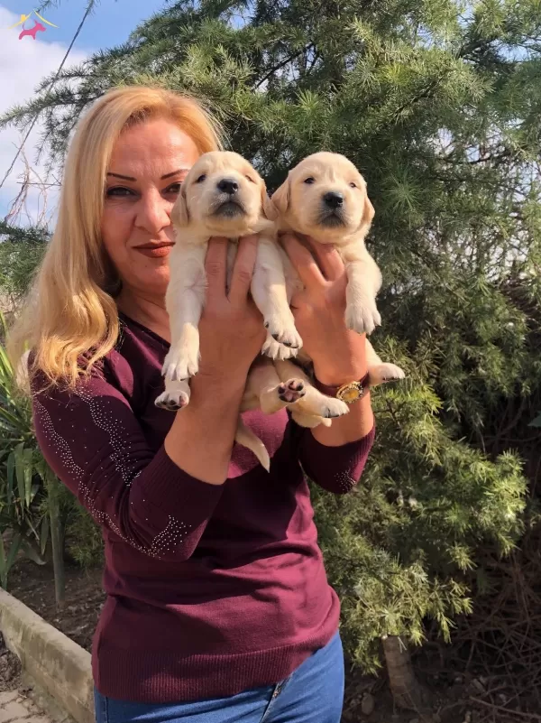 Irk Garantili Mukemmel Golden Retriever Yavrularımız