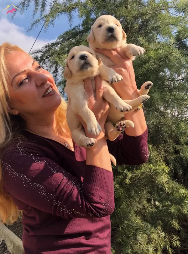 Irk Garantili Mukemmel Golden Retriever Yavrularımız