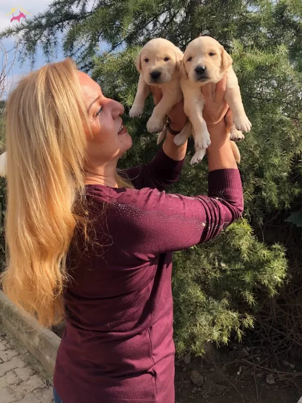 Irk Garantili Mukemmel Golden Retriever Yavrularımız