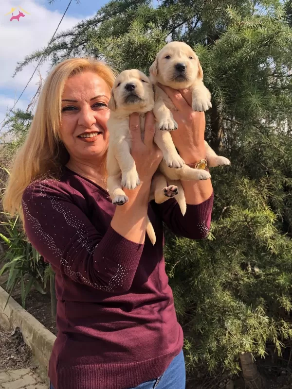 Irk Garantili Mukemmel Golden Retriever Yavrularımız