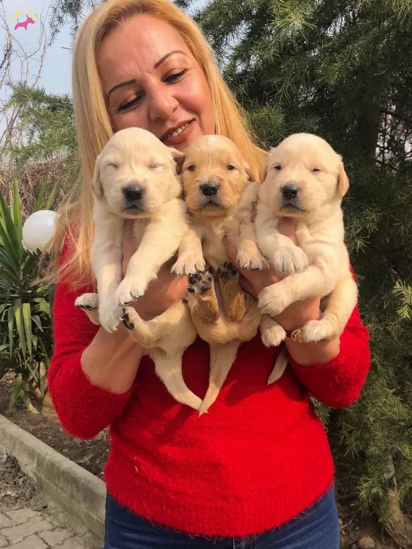 Irk Garantili Mükemmel Golden Retriever Yavrularımız