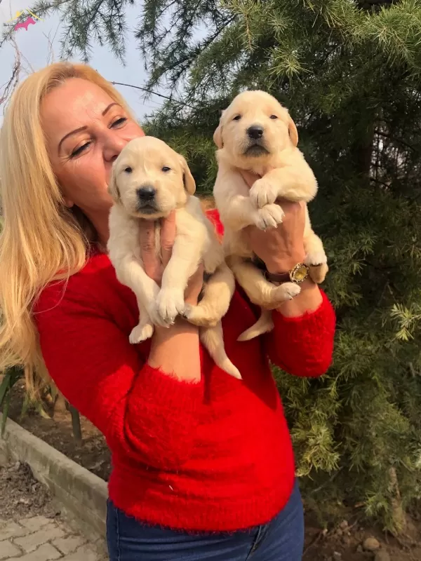 Irk Garantili Mükemmel Golden Retriever Yavrularımız