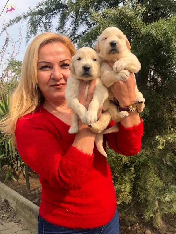 Irk Garantili Mükemmel Golden Retriever Yavrularımız