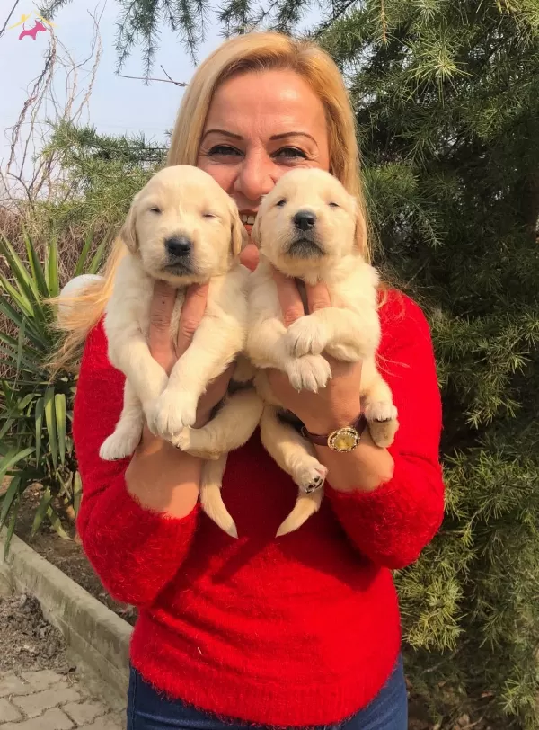 Irk Garantili Mükemmel Golden Retriever Yavrularımız