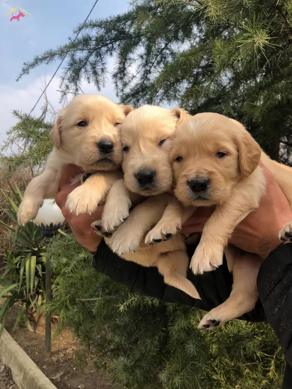 Bebek Yüzlü Golden Retriever Yavrularımız