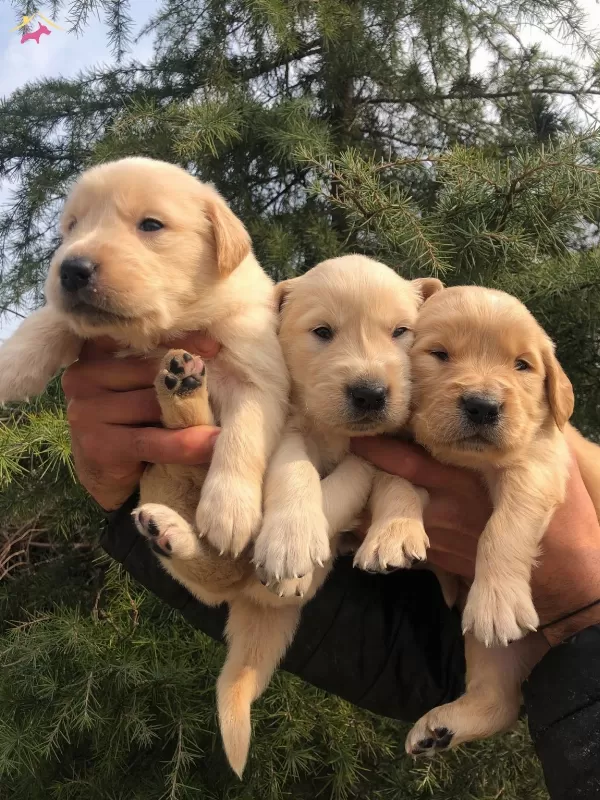 Bebek Yüzlü Golden Retriever Yavrularımız