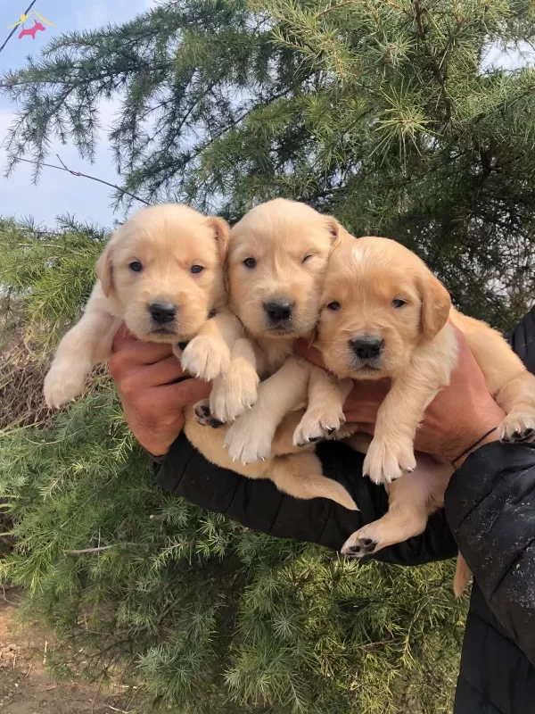 Bebek Yüzlü Golden Retriever Yavrularımız
