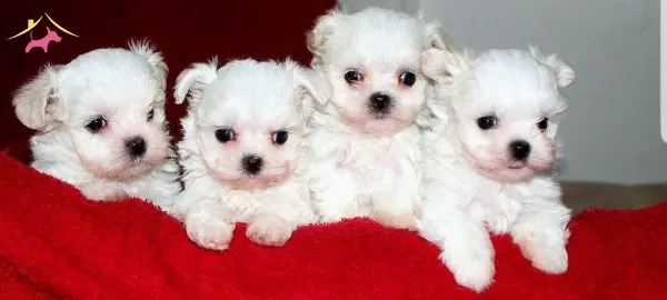 Numara Terrier Yavrumuz Ev Dogumu Yerli Uretim Buyumezler