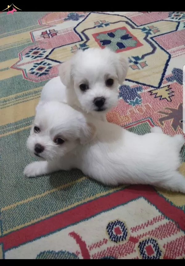 Numara Terrier Yavrumuz Ev Dogumu Yerli Uretim Buyumezler