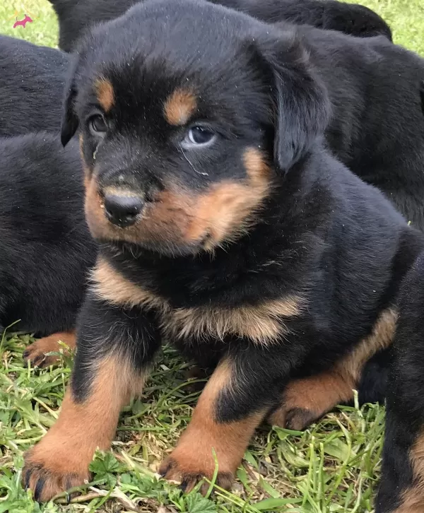 Disi Rottweiler Yavrularımız