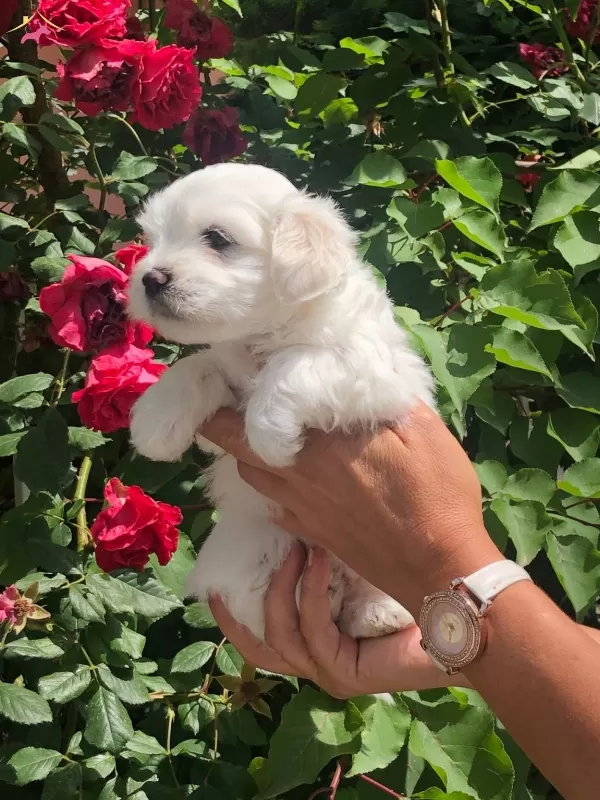 Pamuk Eker Maltese Terrier Yavrularmz
