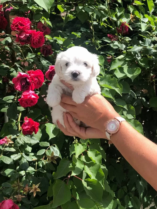 Pamuk Eker Maltese Terrier Yavrularmz