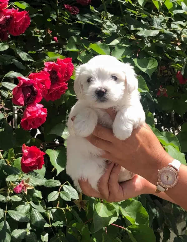 Pamuk Eker Maltese Terrier Yavrularmz
