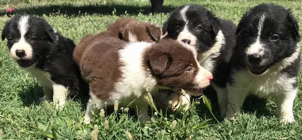Border Collie Yavrularımız