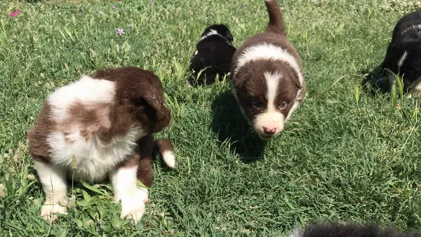 Border Collie Yavrularımız