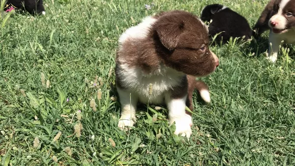 Border Collie Yavrularımız