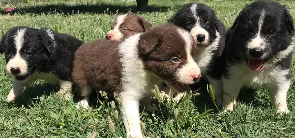 Border Collie Yavrularımız