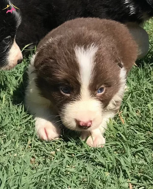 Border Collie Yavrularımız