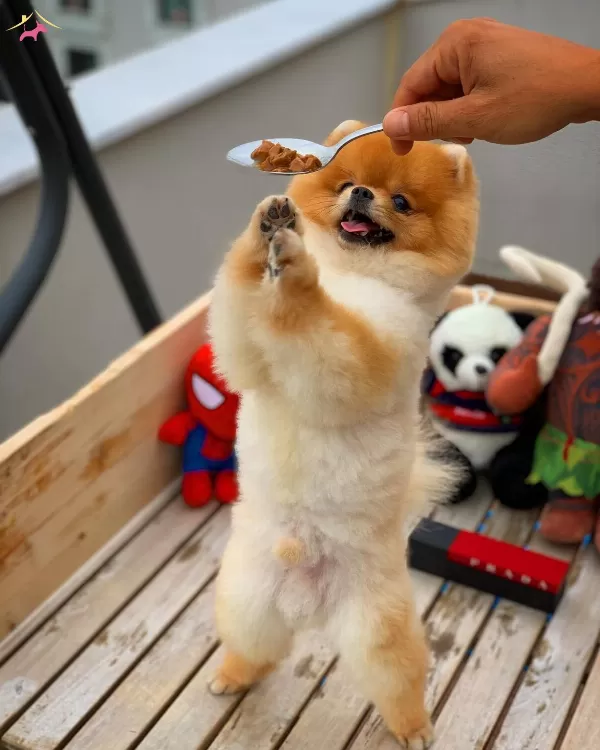 Eğitimli Pomeranian Boo