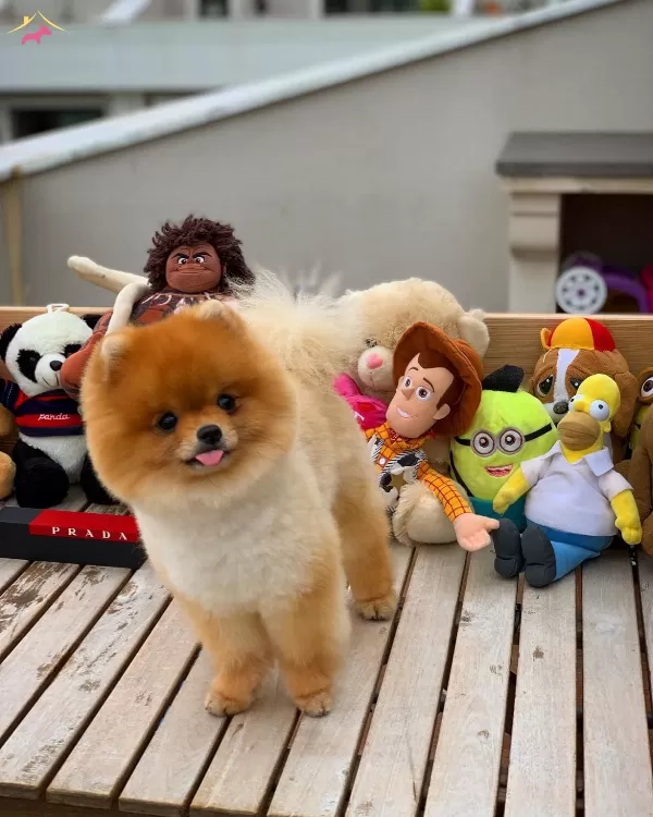Eğitimli Pomeranian Boo