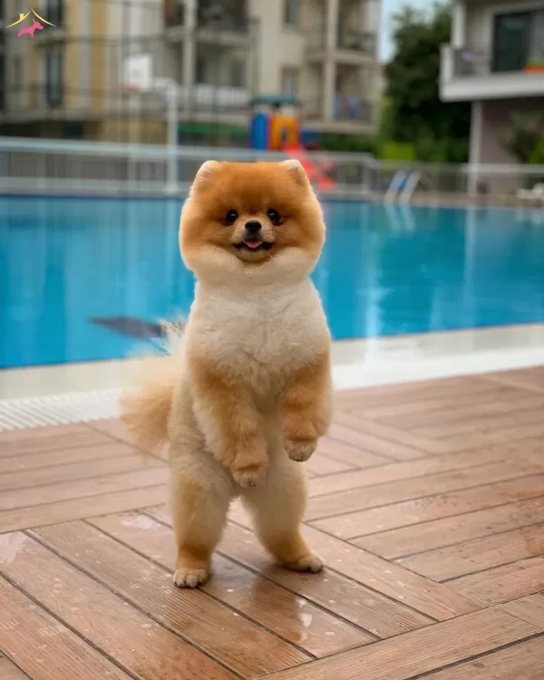Eğitimli Pomeranian Boo