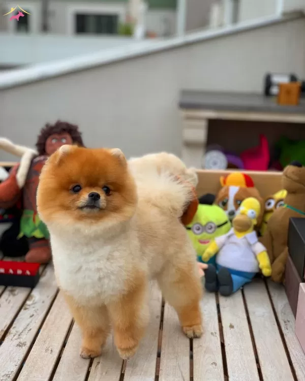 Eğitimli Pomeranian Boo