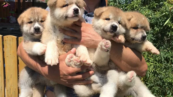 Japon Akita Inu Yavrularımız